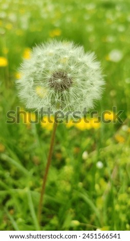 One fluffy dandelion.  White dandelion.  Air flower.  flower.  Background.  Spring background Royalty-Free Stock Photo #2451566541