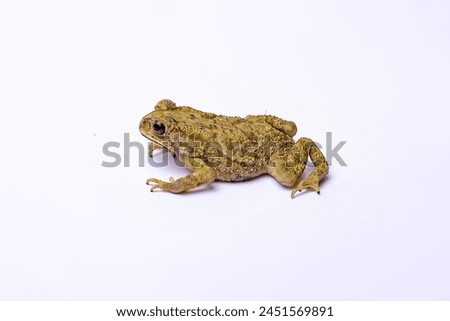 Asian Indonesia Common Toad, Duttaphrynus melanostictus, spread out its legs on a white studio background.
