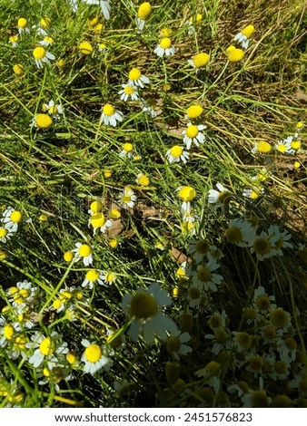 chamomile plant in the garden