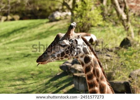 Giraffes at the Cleveland Zoo