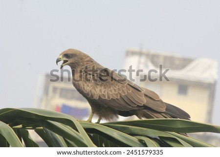 black kite a bird of prey in the family Accipitridae, which includes hawks and eagles. shot this picture at mumbai, Maharashtra, india