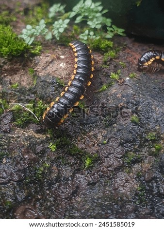 This animal lives in wildlife. Here in Indonesia we call it Kaki Seribu. Actually it's Polydesmida (from the Greek poly "many" and desmos "bond") and it is the largest order of millipedes. Royalty-Free Stock Photo #2451585019