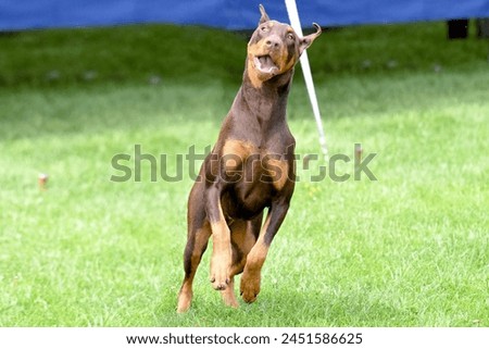 Doberman Pinscher dog standing in a field on a bright sunny day