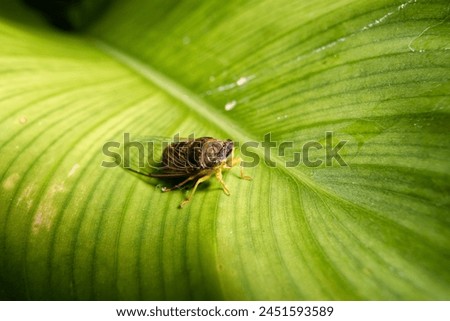 Cicadidae on a large green leaf