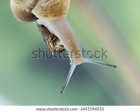 Close-up of the head and eye stalks of a terrestrial forest snail (Aegopinella nitidula)  Royalty-Free Stock Photo #2451594553