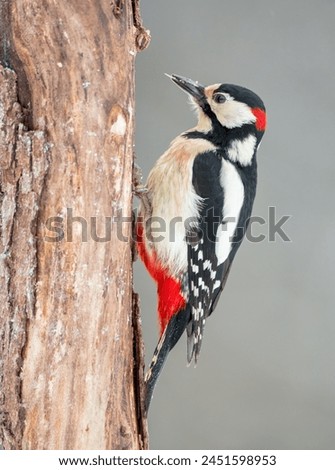 Great Spotted Woodpecker - male - in the wet forest in spring