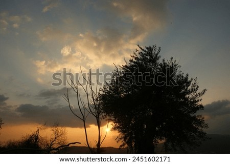 dramatic sky clouds. tree silhouette black. silhouettes of tree in the park on the sunset. silhouettes of old tree against the backdrop of a dramatic clouds