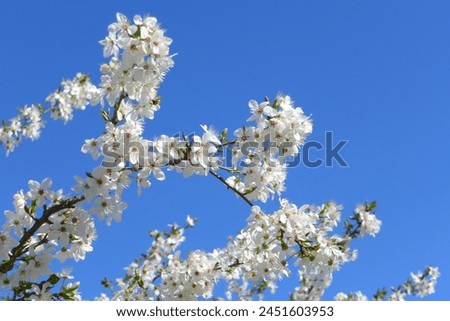 Beautiful white flower cherry blossoms tree, Sakura , Sunny day. Blue sky in Switzerland. Nature picture. flora, fresh. outdoor, tourism. season, spring, summer. nice weather. Enjoy sunshine.