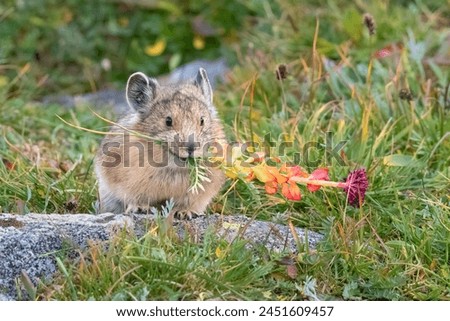 American Pika gathering flowers on the tundra. Royalty-Free Stock Photo #2451609457