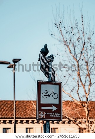 Pigeons perched on a sign with a view of the sky in downtown Turin