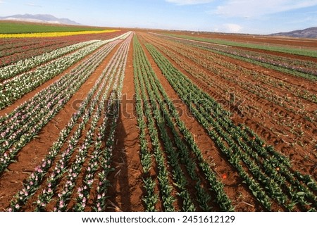 Tulip fields in Karaman city in Turkey offer a riot of colors