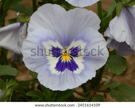 Closeup of beautiful pansy flower. Flowers of the summer season