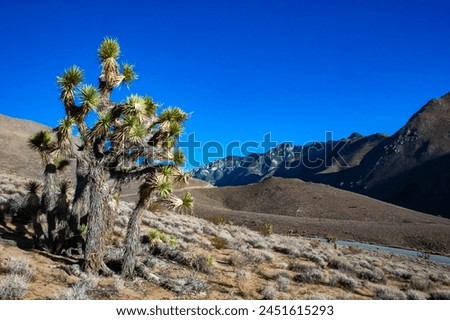 Joshua tree, palm tree yucca (Yucca brevifolia), thickets of yucca and other drought-resistant plants on the slopes of the Sierra Nevada mountains, California, USA Royalty-Free Stock Photo #2451615293