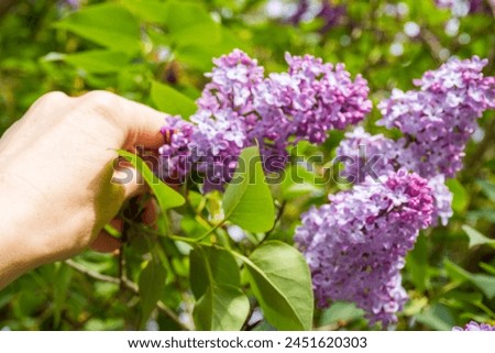 Beautiful lilac flowers with selective focus. Purple lilac flower with leaves Royalty-Free Stock Photo #2451620303