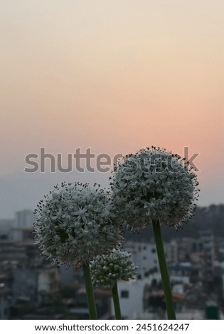 Under the dusky sky, the onion flower glows with ethereal grace, its silhouette embracing the fading light of evening.






 Royalty-Free Stock Photo #2451624247
