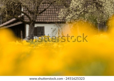 Picture of a yellow flowering dandelion meadow