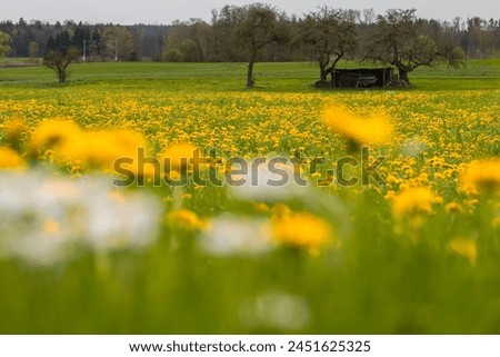 Picture of a yellow flowering dandelion meadow