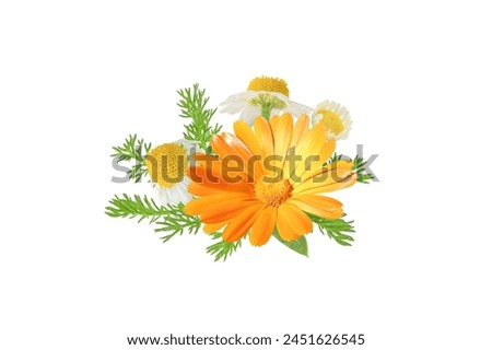 Calendula officinalis and chamaemelum nobile flowers and leaves bunch isolated on white. White daisy and pot marigold in bloom. 
Calendula and chamomile medicine plants.