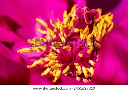 close up of  peony flower