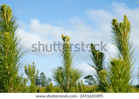 pine tree plantation in New Zealand.