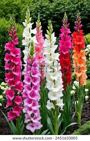 image if beautiful multi color flowers are cultivated in land.