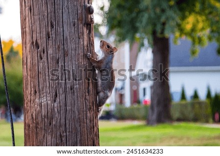 An eastern gray squirrel climbing a telephone pole in an urban neighborhood. 