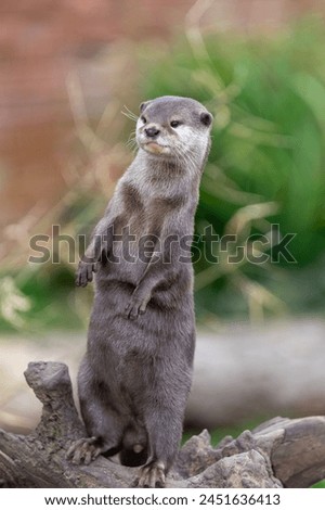 Portrait of an Asian small clawed otter (amblonyx cinerea) standing up Royalty-Free Stock Photo #2451636413