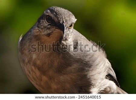 A Northern Mockingbird on the backyard deck