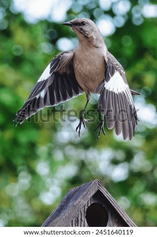A Northern Mockingbird on the Bird House roof.                               
