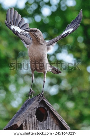 A Northern Mockingbird on the Bird House roof.                               