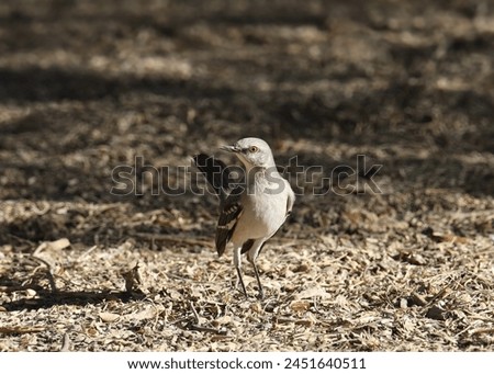 Northern Mockingbird (mimus polyglottos) perched on the ground