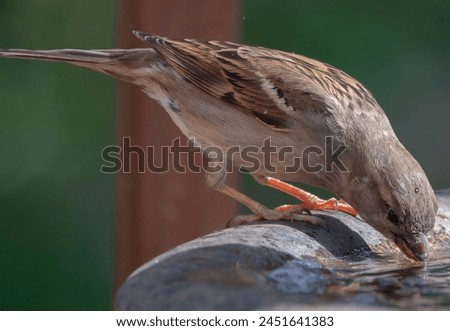 A Northern Mockingbird on the Bird bath