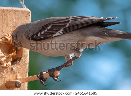 A Northern Mockingbird on the Bird feeder                             