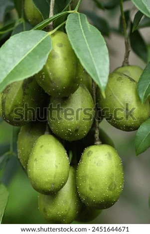 macro photography on resinosis disease on caja manga dew leaf in nature on blurred background fruit