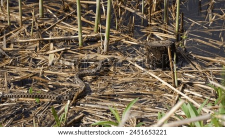 The furtive and silent hunting of the Grass snake aka Ringed snake, (adult specimen) among the shrubs and reeds of the pond. Natrix natrix in ambush, frogs are among the main prey. Spring season