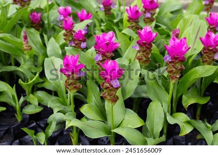 Pink flower of curcuma sessilis gage plant