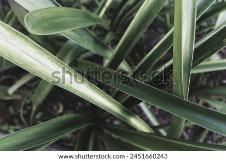long leaves of the clivia miniata plant