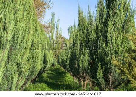 Row of green trees, natural picture