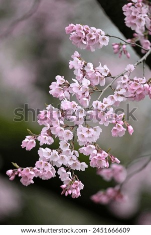 Pink cherry flowers spring April beautiful natural season spring decoration picture frame wallpaper desktop background greeting cards