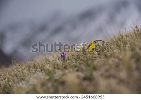 Alpine flowers against the backdrop of snowy peaks in Kyrgyzstan