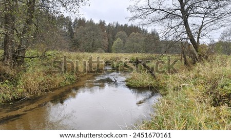 A small river with a sandy bottom and clear water flows through the meadow between grassy banks. Bushes and alder grow along the banks, and there is mixed forest all around. Cloudy autumn weather Royalty-Free Stock Photo #2451670161