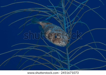 underwater photography of a smiley spiny balloon fish swimming among soft corals  with an amazing showcase of colors on its eyes and skin, blue background and a kind smile face expression