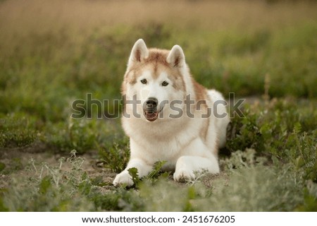 Portrait of the beautiful siberian husky dog with brown eyes lying in the field at sunset in fall