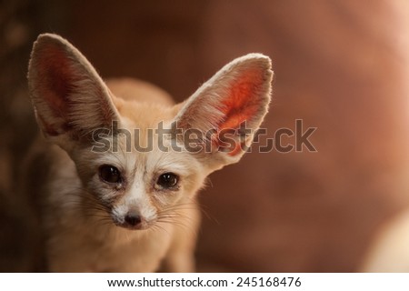 Bat-eared fox cubs (Otocyon megalotis).