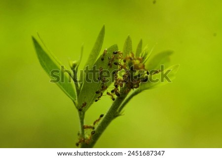 Closeup Of Fire Ants On Leaf
