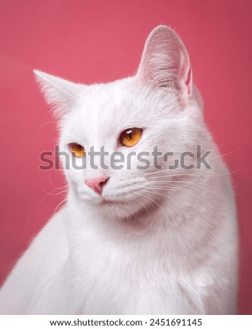 Animal and pet studio portrait of cute white cat on pink background