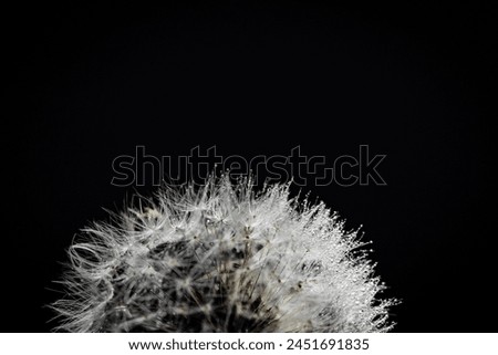 Razor sharp fluffy crown of a dandelion on contrasting black background Royalty-Free Stock Photo #2451691835