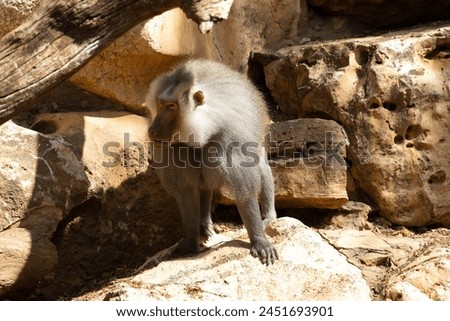 Monkey Baboon in natural habitat
