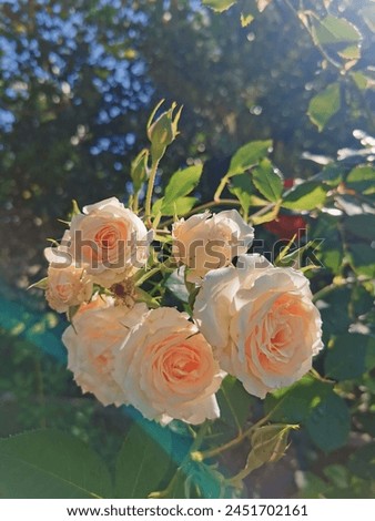 Picture of white rose|natural images of white rose|rose pictures with leaf|flowers with leaf|flowers of white colour 