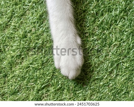 Close-up, white cat front leg with short nails on artificial grass outdoor with copy space